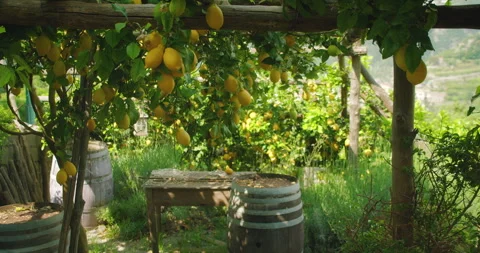 Clusters of bright yellow lemons hang from trees in a lush, shaded garden, with Stock Footage 277294383