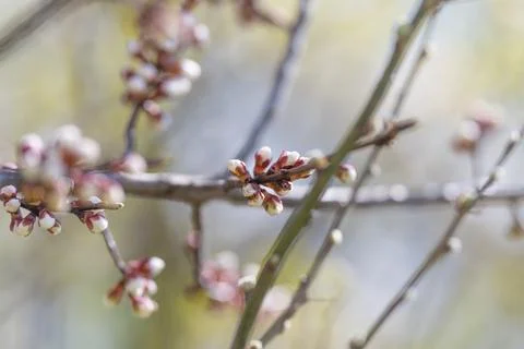 Clusters of buds on branches with textured presentation. An arrangement of ti Stock Photos