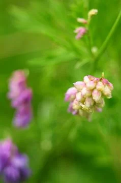 Clusters of buds of wild flower Stock Photos