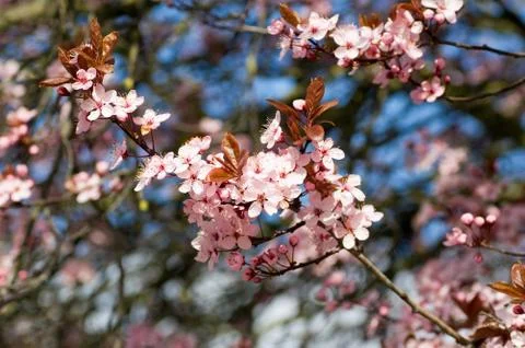 Clusters of cherry blossom Stock Photos