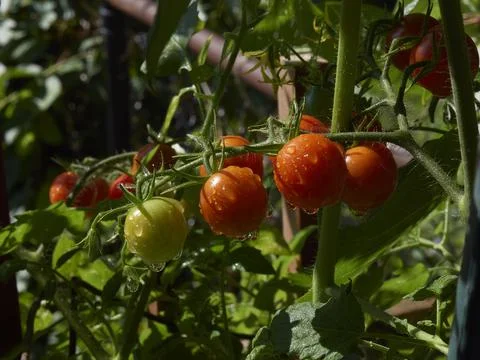 Clusters of cherry tomatoes after the rain in dappled sunshine Stock Photos