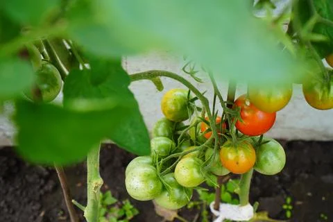 Clusters of cherry tomatoes are green and red on a shrub branch among green.. Fotos de archivo