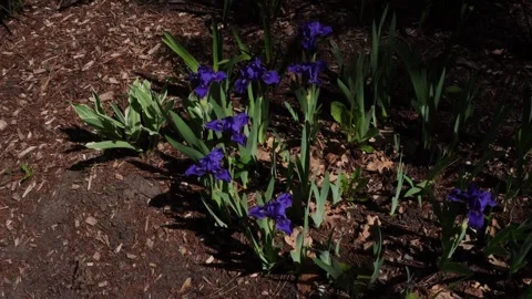 Clusters of dark purple iris flowers bloom in a garden bed covered Stock Footage 336207007