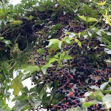 Clusters of dark, ripe grapes dangle from a green vine, surrounded by lush Foto stock