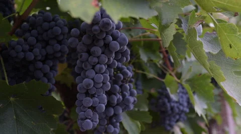 Clusters Of Dark Wine Grapes Stock Footage 63865450