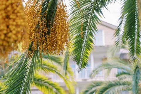 Clusters of dates hanging on palm branches among green foliage Stockfoto's