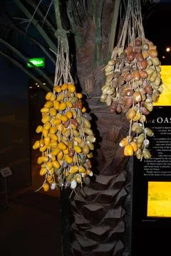 Clusters of Dates on a Palm Tree Stock Photos