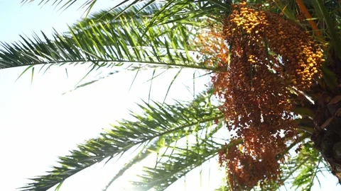 Clusters of dates ripen under the green leaves of a palm tree Stock Footage 234387478