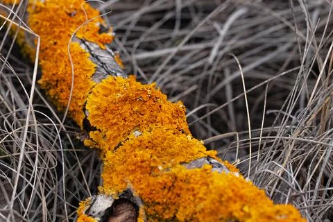 Clusters of deep orange lichen covered a branch in the grass Stock Photos