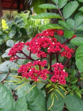 Clusters of deep red berries bloom on dark maroon stems surrounded by glossy Stock Photos