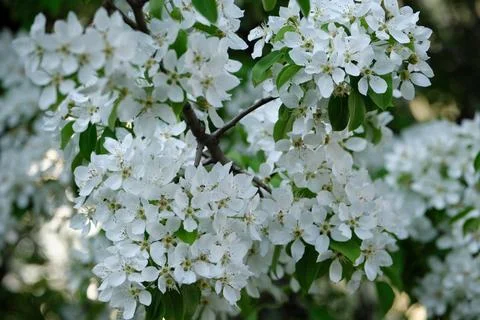 Clusters of delicate white blossoms surrounded by green foliage, capturing th Stock Photos