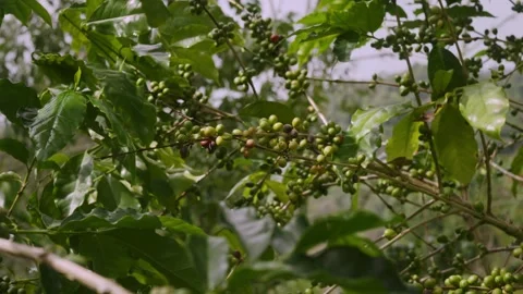 Clusters of developing Arabica coffee cherries (Coffea arabica) among lush .. Stock Footage 346359280