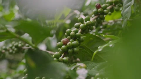 Clusters of developing Arabica coffee cherries (Coffea arabica) growing alo.. Stock Footage 346359395