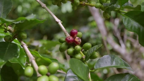 Clusters of developing coffee cherries on a Coffea plant, showing mostly gr.. Stock Footage 346359382
