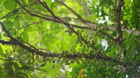 Clusters of figs on tree in daintree rainforest Video stock 307877560