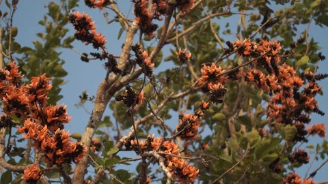 Clusters of Flame of the Forest Flowers Swaying in the Wind Video stock 333979957