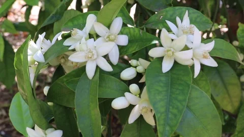 Clusters of fragrant orange blossoms swaying on sunlit citrus branch Stock-Footage 341333052