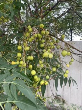 Clusters of Fresh Neem Berries Stock Photos