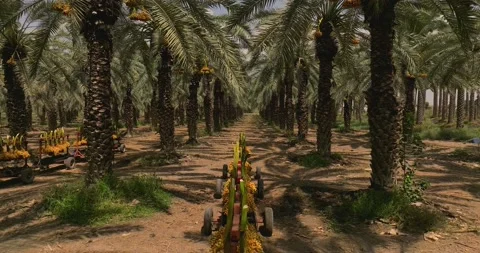 Clusters of fresh picked Dates hanging on a rig in a Date palm tree plantation Stock Footage 221142442
