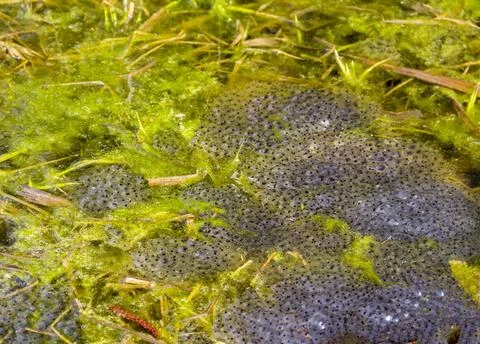 Clusters of frog spawn lots of frog spawn clusters at early spring time in... Stock Photos