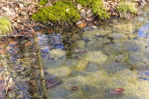 Clusters of frog spawn lots of frog spawn clusters at early spring time in... Stock Photos