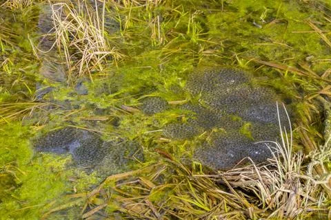 Clusters of frog spawn lots of frog spawn clusters at early spring time in... Stock Photos