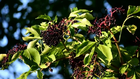 Clusters fruit black elderberry in garden. elder, black elder. Stock Footage 277675666