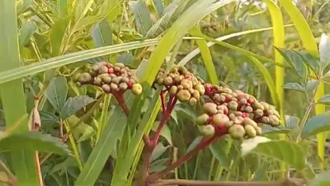 Clusters of fruit sitting alone in natural light. 스톡 동영상 333507208