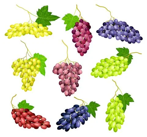 Clusters of Grape with Crimson, Dark Blue and Green Berries Vector Set Illustration