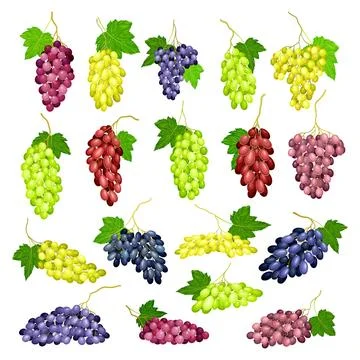 Clusters of Grape with Crimson, Dark Blue and Green Berries Big Vector Set Illustration