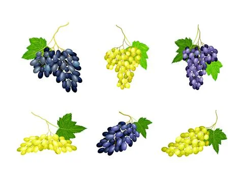 Clusters of Grape with Dark Blue and Green Berries Vector Set Illustration