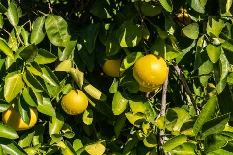 Clusters of Grapefruits Hanging from Tree Stock-Fotos