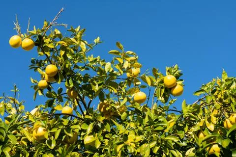 Clusters of Grapefruits Hanging from Tree Stock Photos