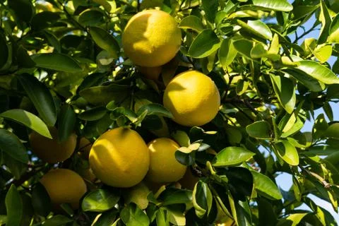 Clusters of Grapefruits Hanging from Tree Foto stock