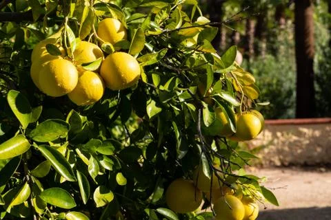 Clusters of Grapefruits Hanging from Tree Stock Photos