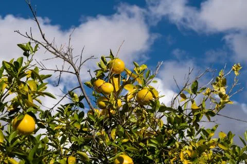 Clusters of Grapefruits Hanging from Tree Stock Photos