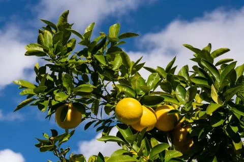 Clusters of Grapefruits Hanging from Tree Stock Photos