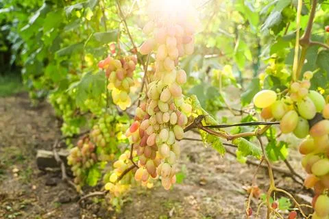 Clusters of grapes dangle from the vines, bursting with flavor. Stock Photos