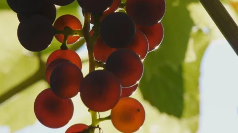 Clusters of grapes ripening on sun Stock Footage 58600936