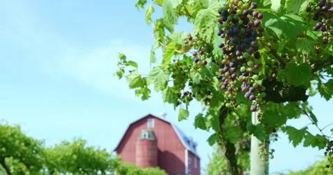 Clusters of grapes sway in the breeze, with red barn in the distance. Stock Footage 254931499
