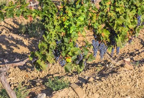 Clusters of grapes on the vine Stock Photos