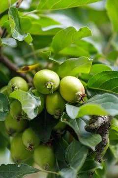 Clusters of green apples growing on tree branches in summer orchard Foto stock