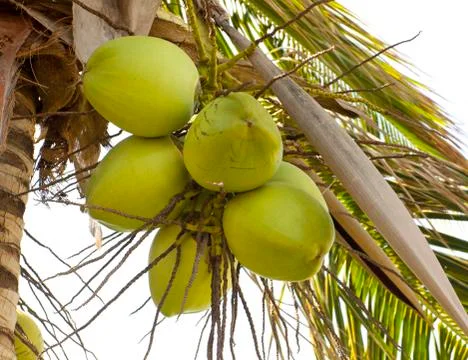 Clusters of green coconuts close-up hanging on palm tree Stock Photos