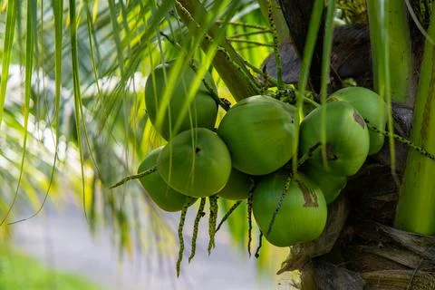 Clusters of green coconuts close-up hanging on palm tree. Stock Photos