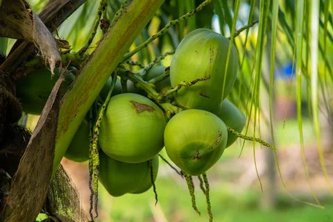 Clusters of green coconuts close-up hanging on palm tree. Stock Photos