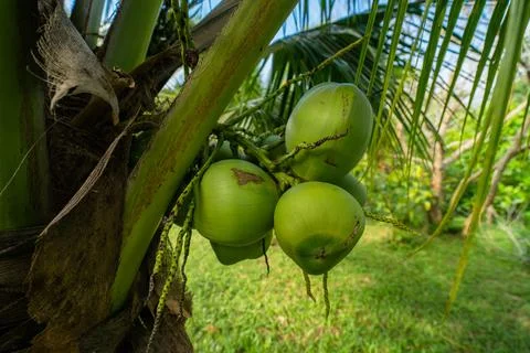 Clusters of green coconuts close-up hanging on palm tree. Stock Photos