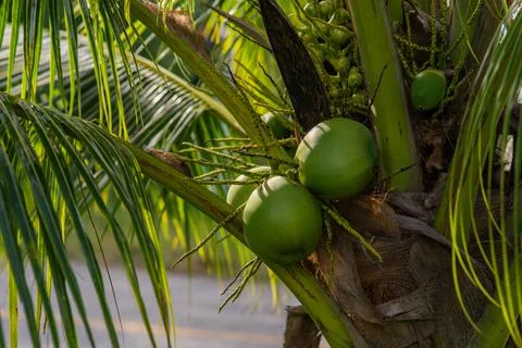Clusters of green coconuts close-up hanging on palm tree. Stock Photos