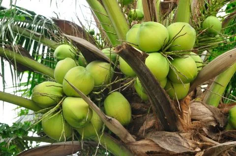 Clusters of green coconuts close-up. Stock Photos
