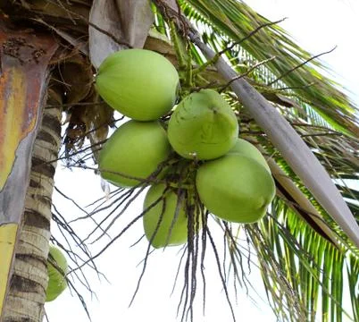 Clusters of green coconuts Stock Photos