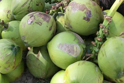 Clusters of green coconuts Stock Photos